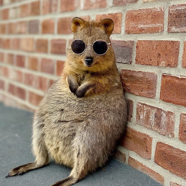 A funny looking quokka leaning up against a brick wall